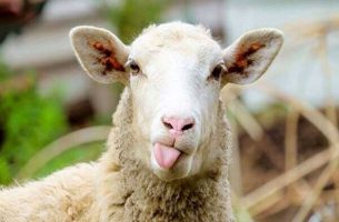 فروش گوسفند با کارت ملی!